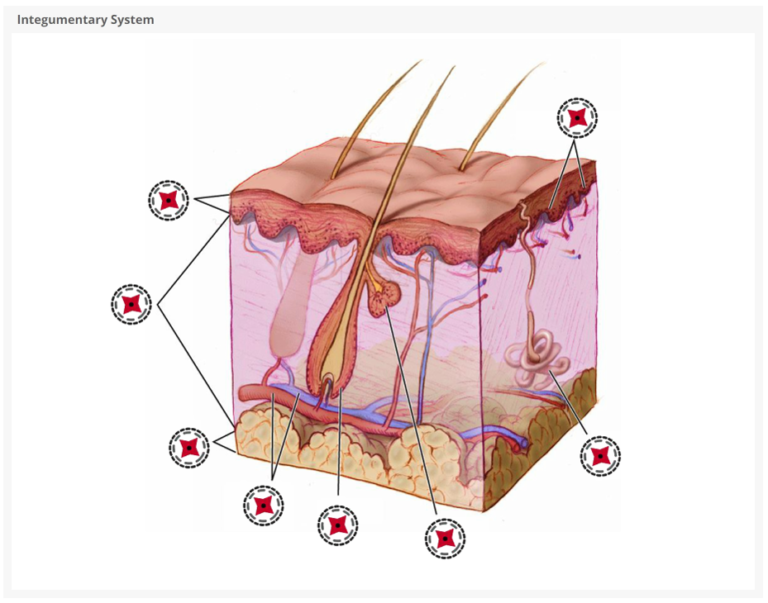 Integumentary System
