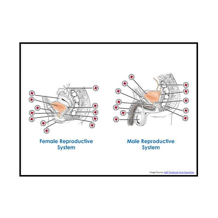 Reproductive System