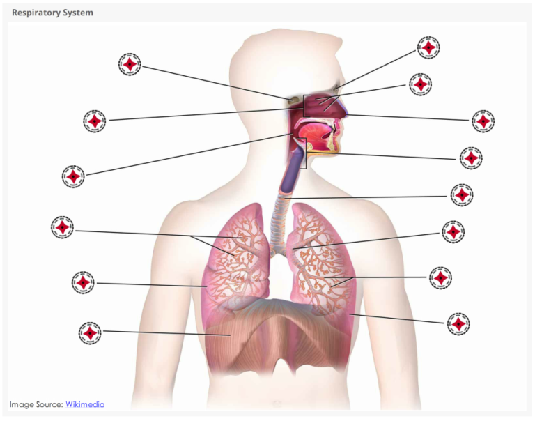 Respiratory System