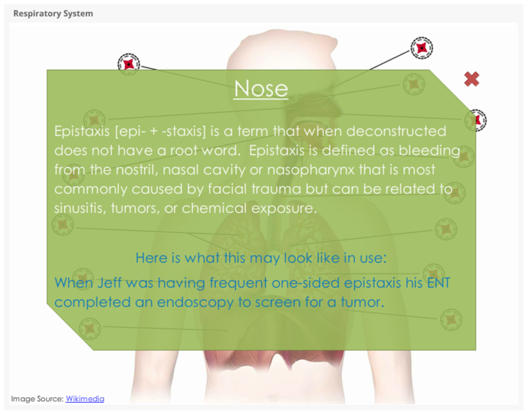 Respiratory System