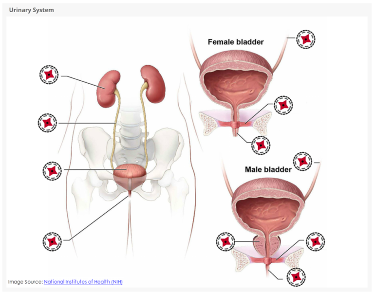 Urinary System