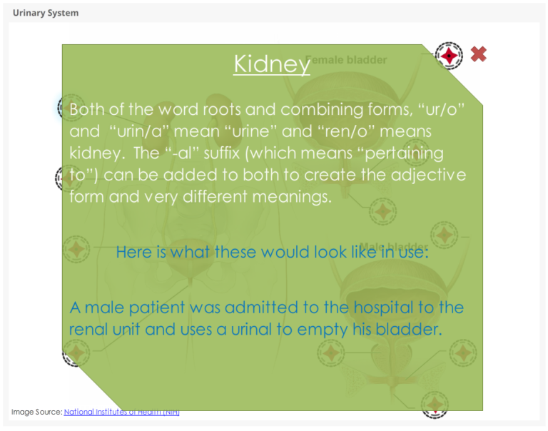 Urinary System