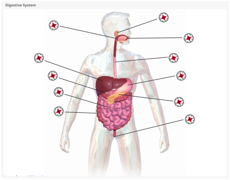 Digestive System