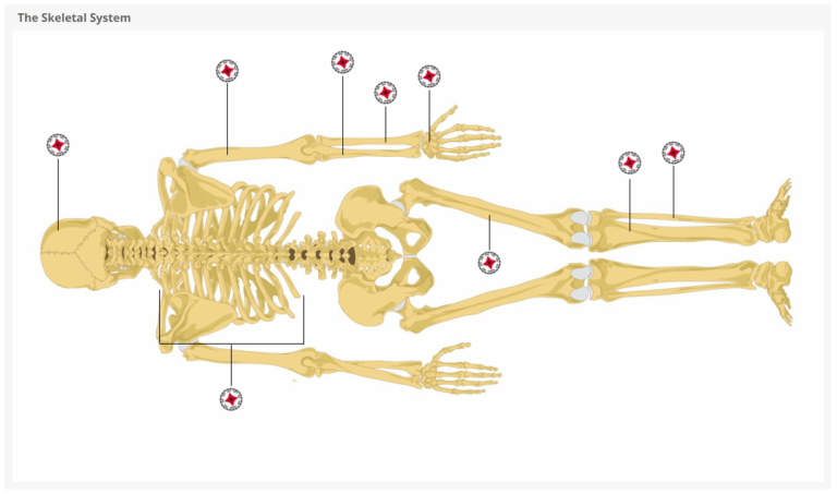 The Skeletal System